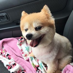 Meet your Posher, Diane